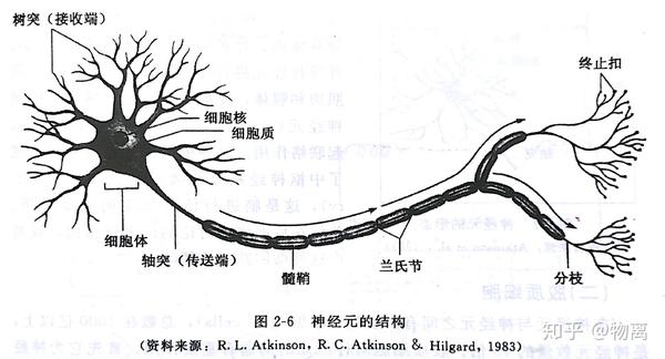 结构和机能的最小单位——神经元,神经元(neuron)也就是神经细胞了,由