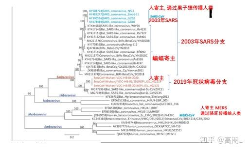 冠状病毒系统进化树