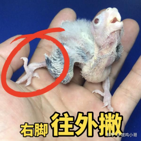 如何矫正鹦鹉八字脚