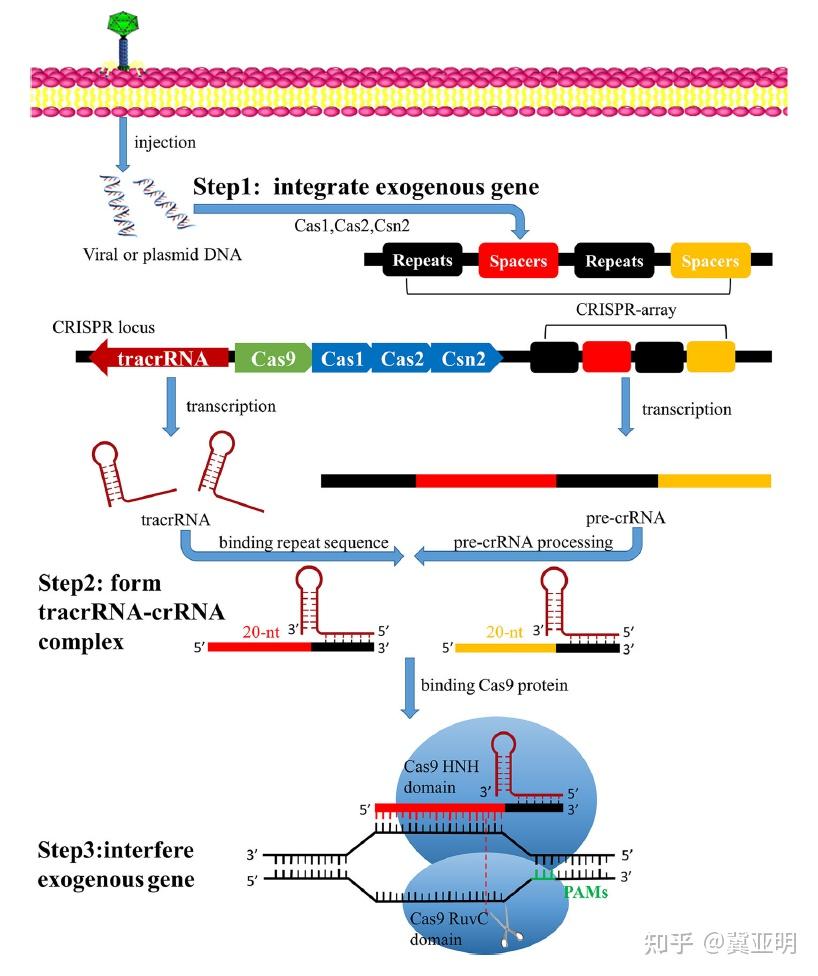 crispr/cas9 知乎