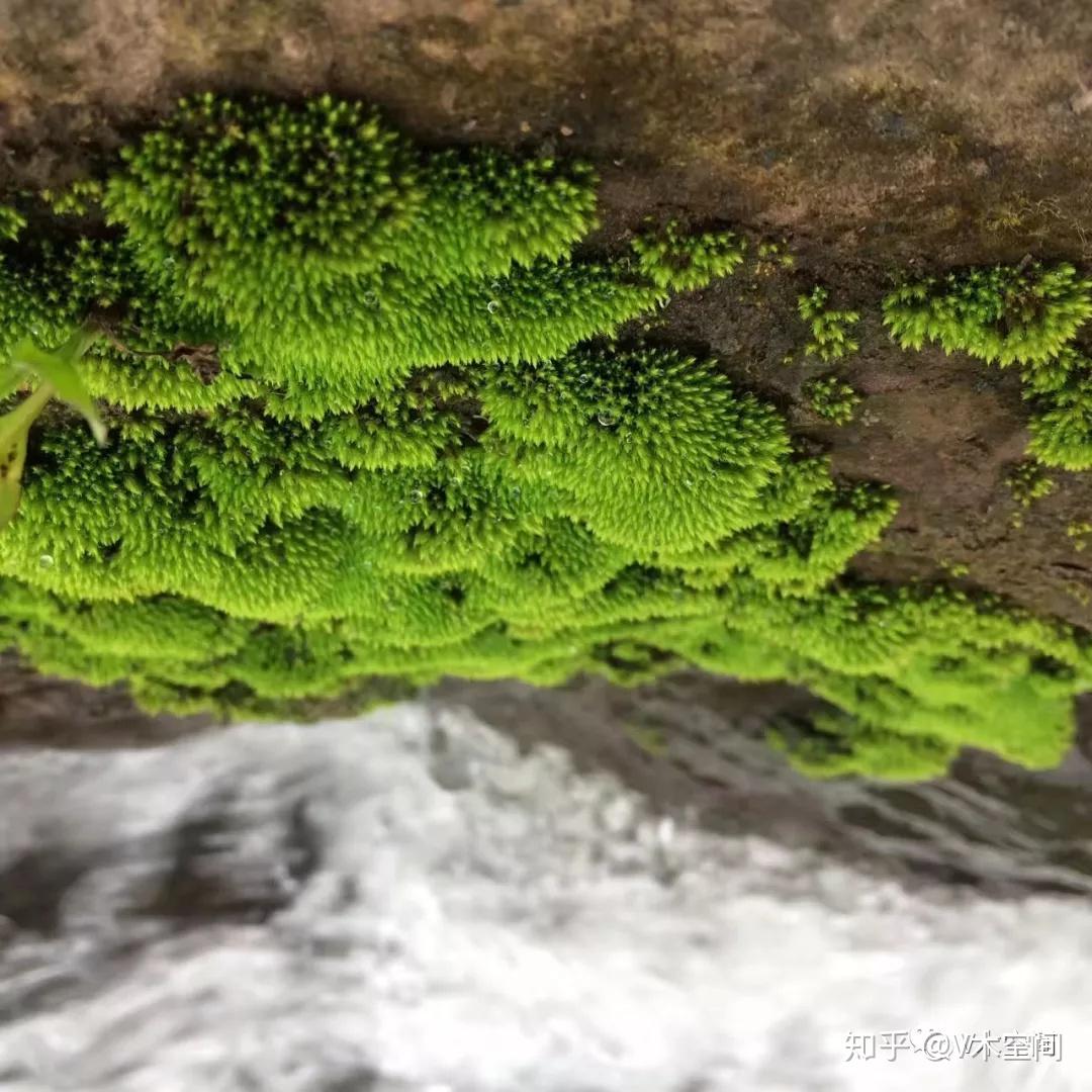 身边的苔藓植物砂藓星星藓