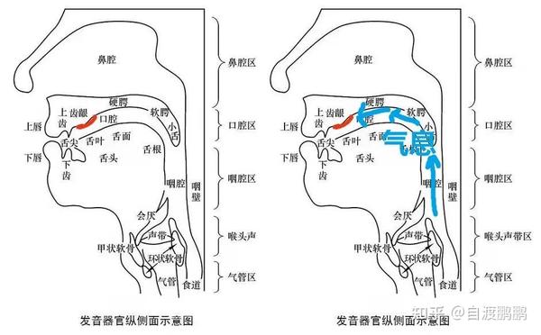 在口腔内,能够兼顾硬度和腔体大小的完美位置就是前腭.