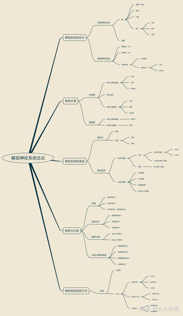 系统解剖学思维导图13神经系统总论