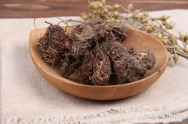 每天学一味中药拳参焦作中海中医肿瘤医院