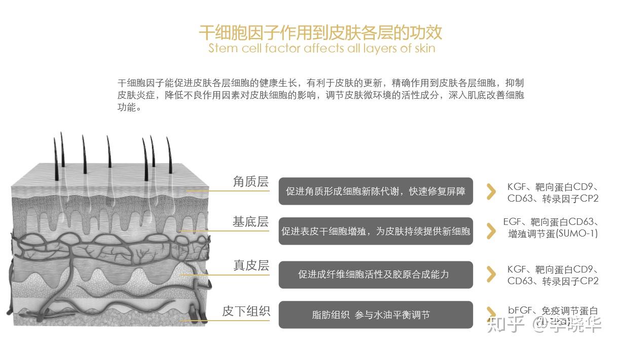 间充质干细胞在皮肤修复中的应用