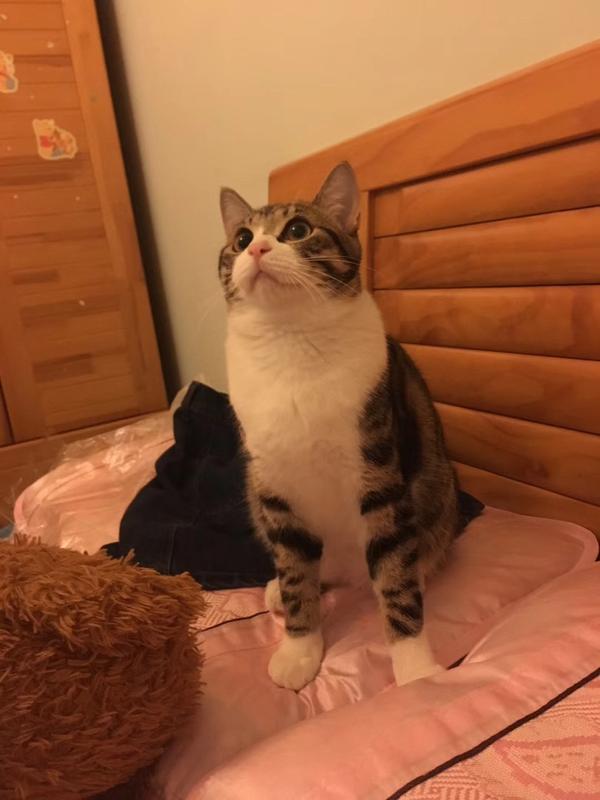 你见过颜值最高的中华狸花猫是怎样的?
