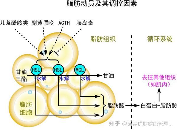 消耗分解是一个缓慢复杂的过程,脂肪的分解需要经历两个环节:脂肪动员