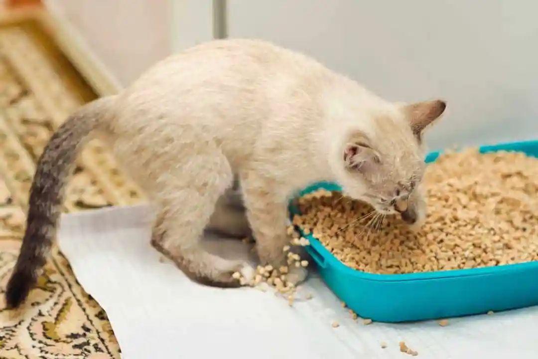 猫禁食12小时的急救措施，阻止猫舔自己