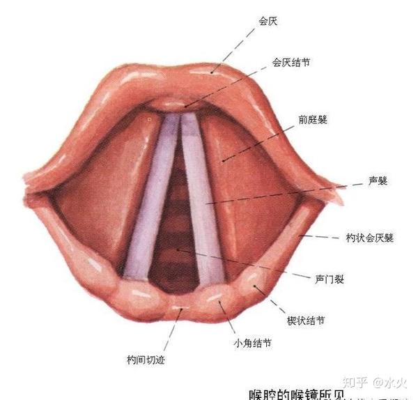 那么你应该该了解一下什么是声带边缘化,真假音更换