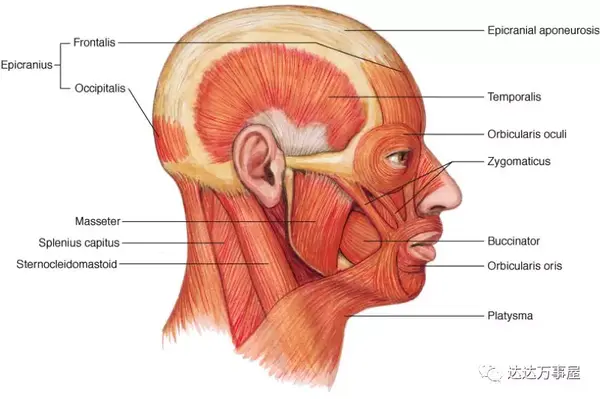 降口角肌depressor anguli oris拉扯嘴的角度.