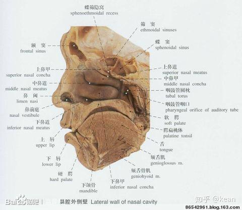 高音与高位置面罩共鸣蝶窦共鸣