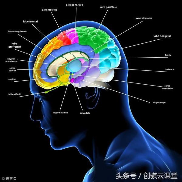 原来,在我们的大脑中,有一个反应处理器--"杏仁核"