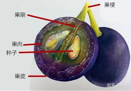 酸甜可口的葡萄变成酸涩的葡萄酒,中间发生了什么?