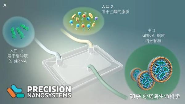 核酸脂质纳米粒科普——组成成分及作用