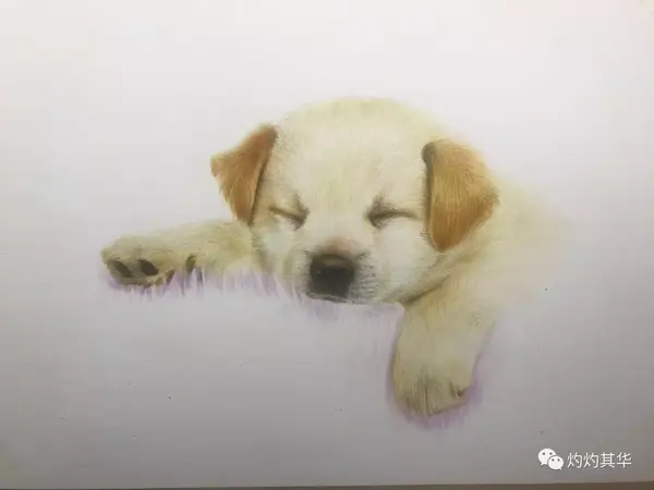 彩铅教程:拉布拉多犬手绘