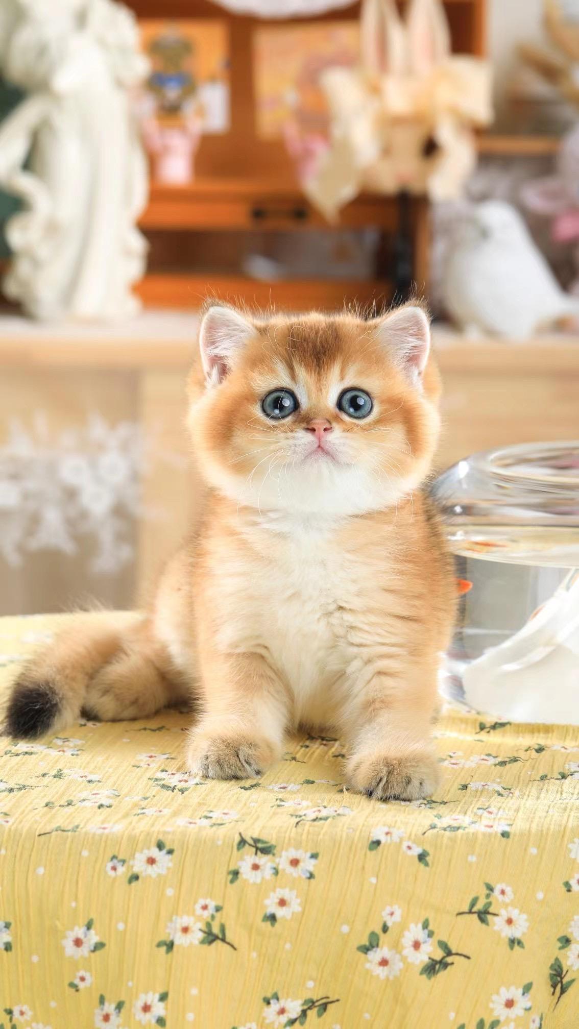 在广州英短猫咪价格是多少呢?