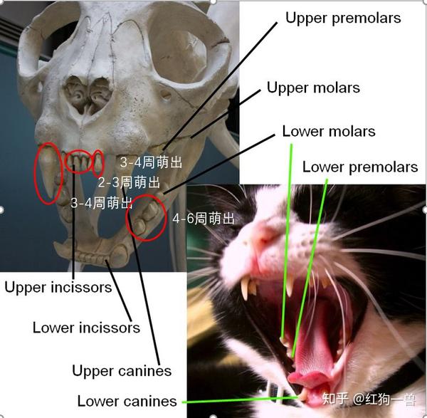 小猫牙齿萌出时间顺序