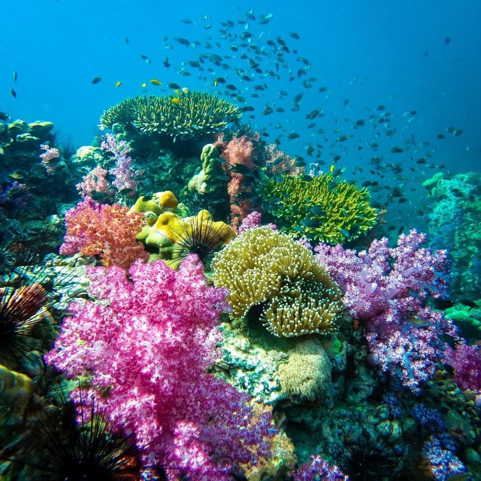看绝美泰国安达曼海底世界,教你海岛游的正确方式