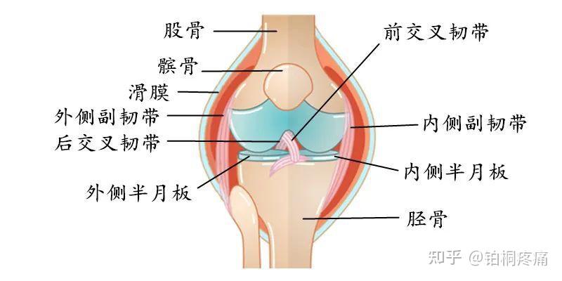 膝盖不同部位疼是什么病?疼痛科专家一表教你辨别