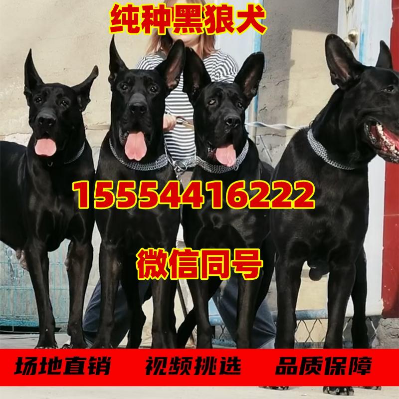 墨界黑狼犬价格豹系黑狼犬价格