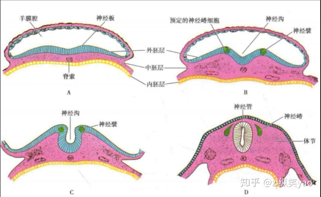 中枢神经系统的胚胎发育