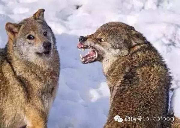 一只狼被女朋友活活逼成了一只doge