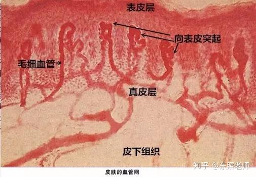 这个时候已经伤到了皮肤真皮层了,留下炎症就很难好哦 最外层是表皮