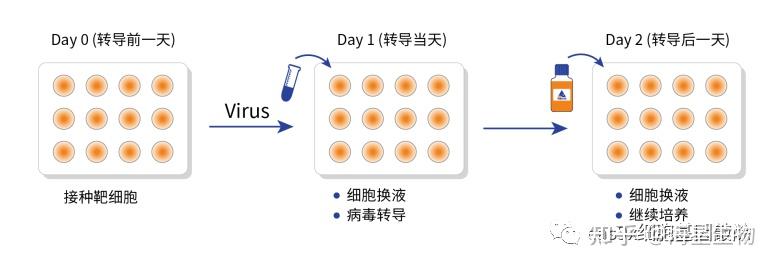 针对大部分细胞系:传代周期在2-3天,感染时细胞铺板的密度保持在20-30