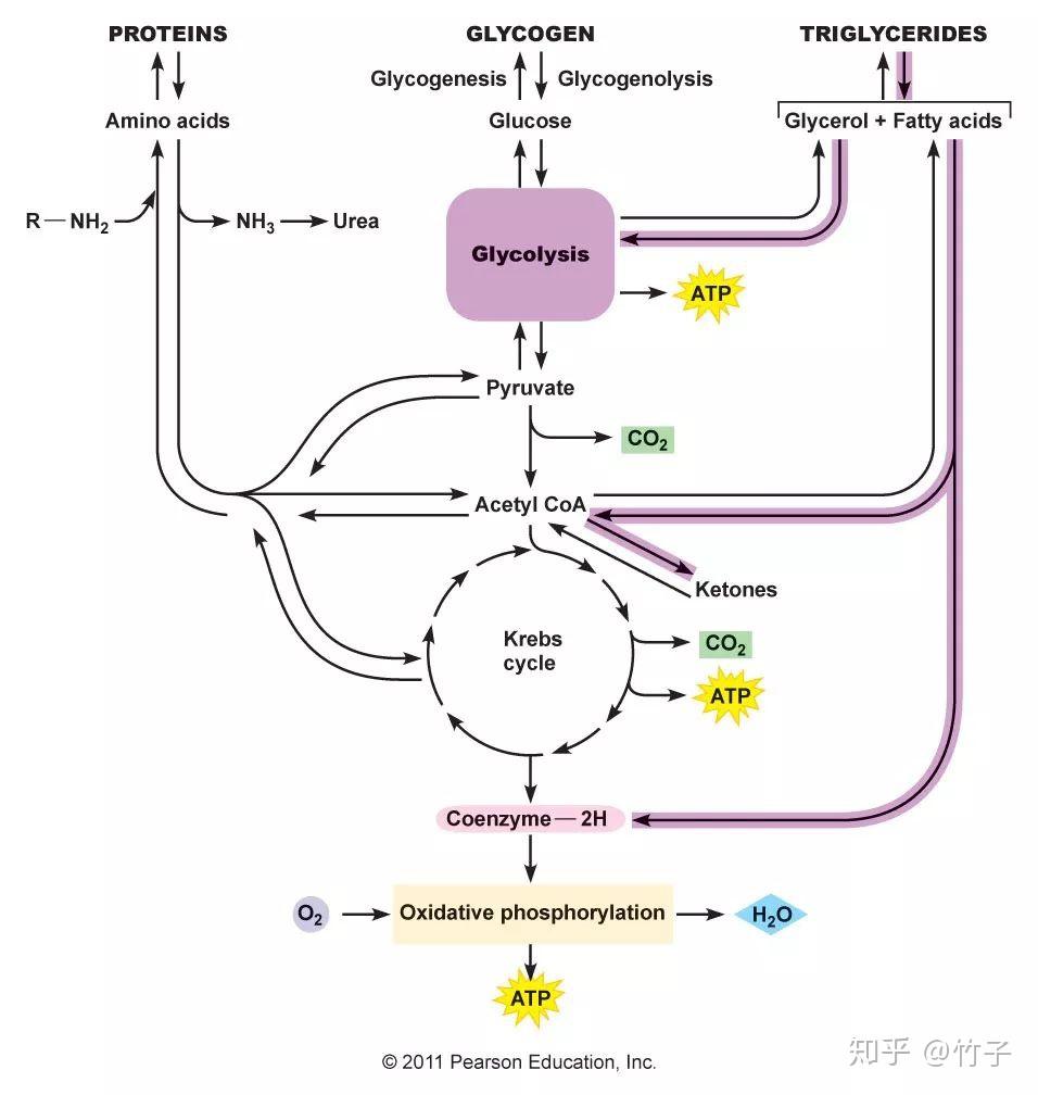 在碳水化合物代谢中,一分子葡萄糖首先被分解为两分子丙酮酸,丙酮酸