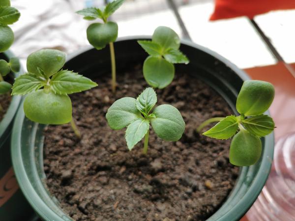 个洞,土要微湿,然后把植株放进去后,还要拿着子叶把幼苗微微向上一提