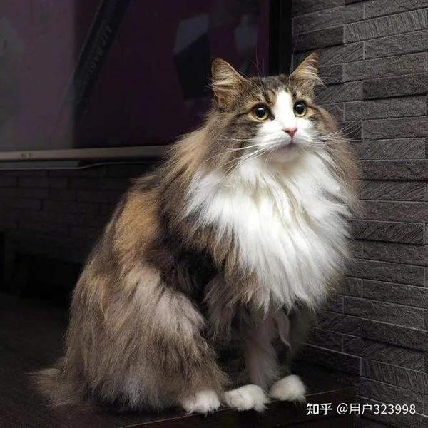 6,英国短毛猫