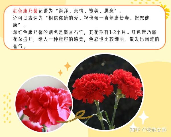 (多种不同颜色康乃馨鲜花花语)