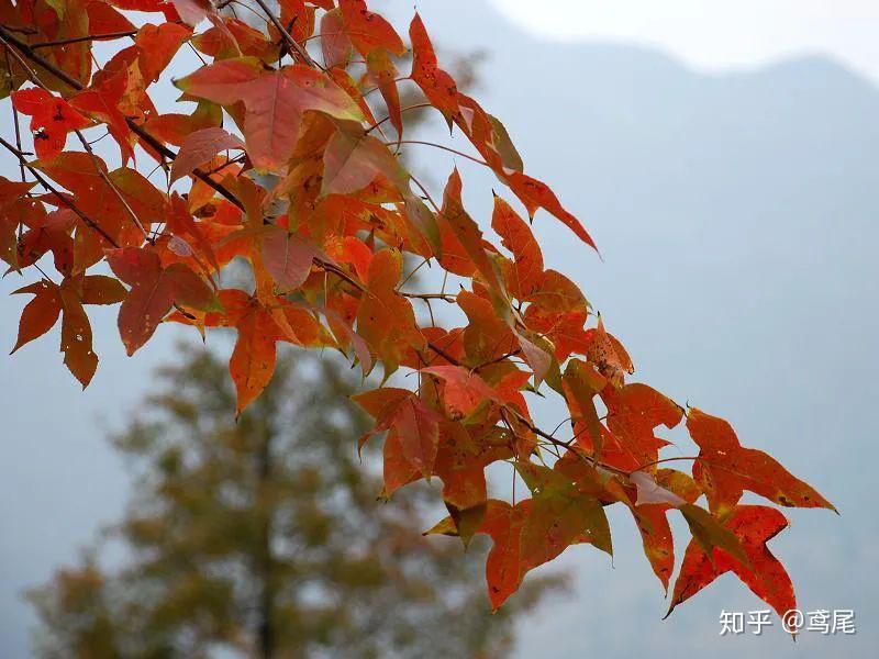 《心灵奇旅》中,启发22号灵魂火花的是什么植物果实?