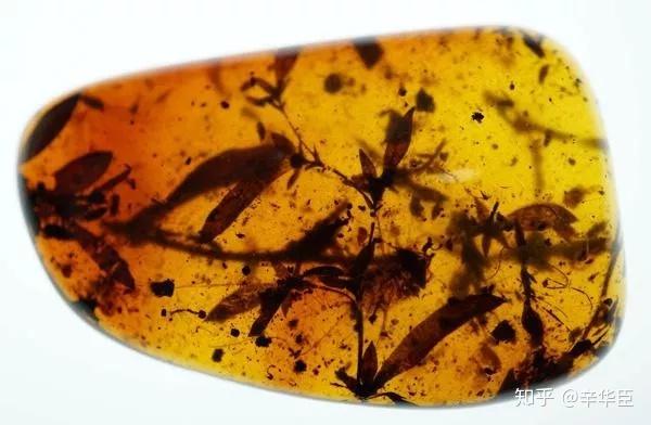即便被包裹住也很难完整保存,所以大个头的昆虫在琥珀里较为男的,其