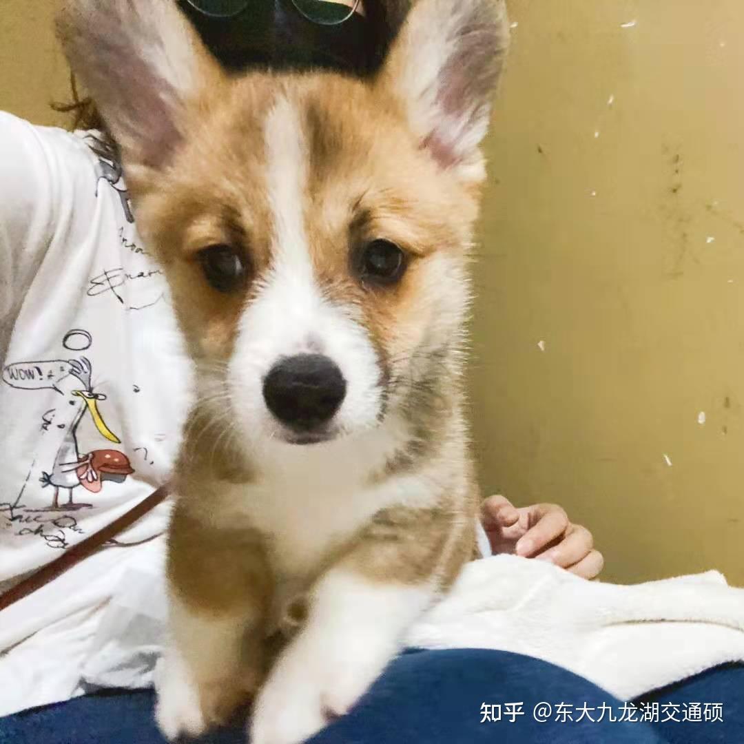 我想请问一下大家买到宠物级柯基犬在什么价位