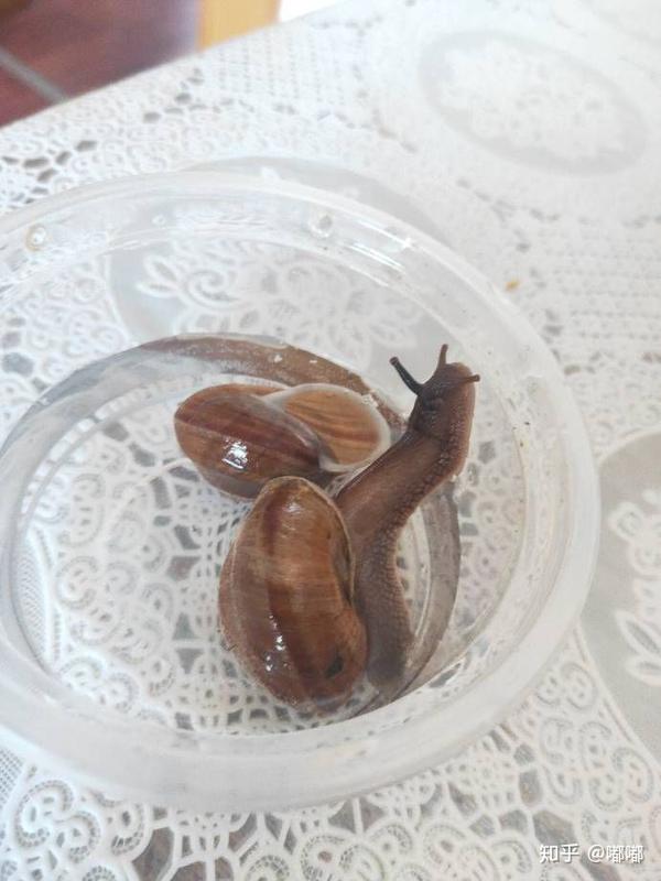 关于如何在家饲养蜗牛宠物