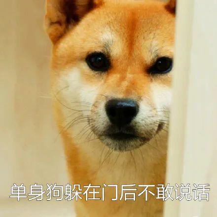 表情包柴犬狗狗系列