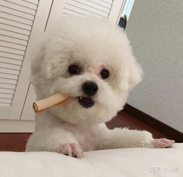 造成比熊泪痕除了吃的之外,还有泪管堵塞,睫毛倒插等,这些都是需要