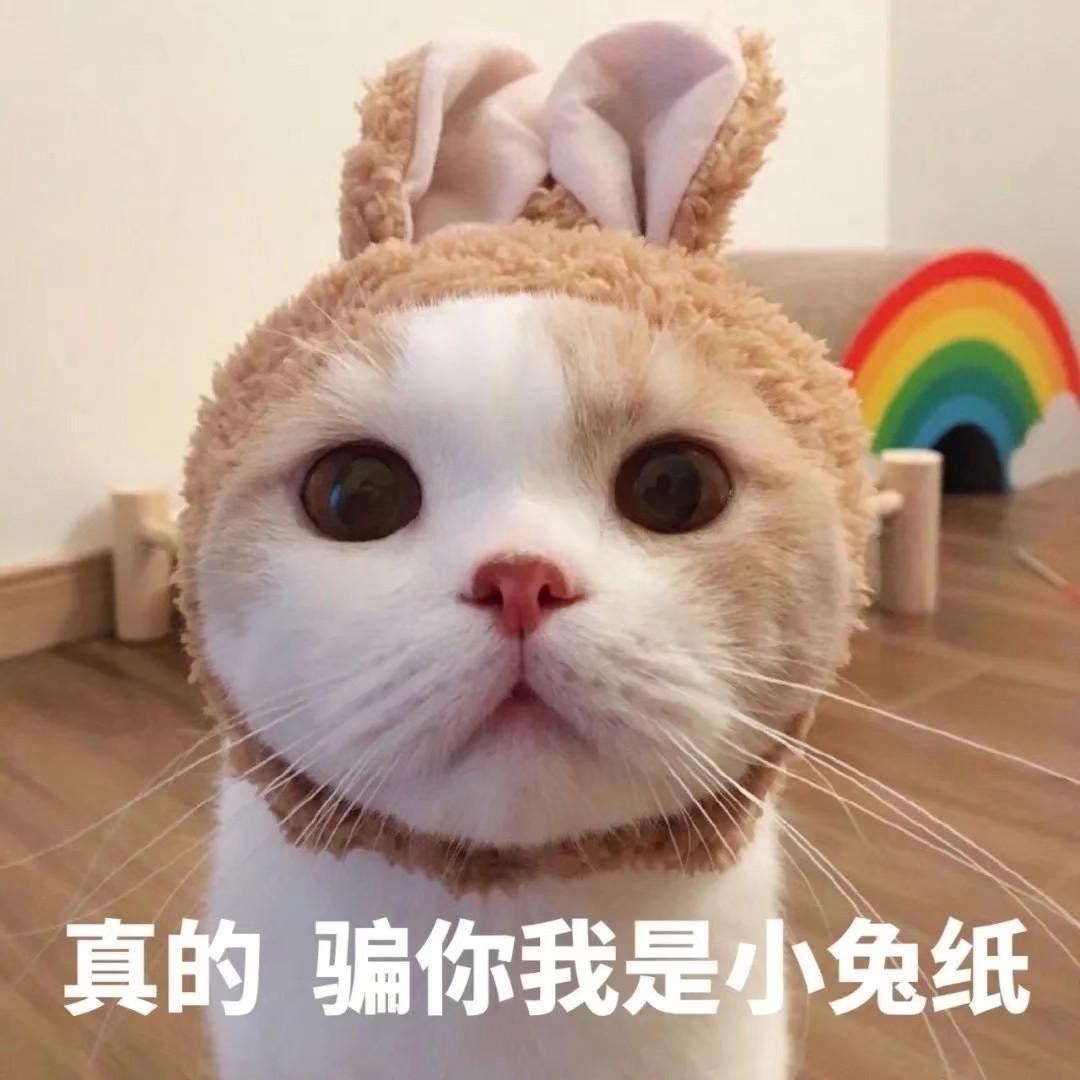 可爱小猫咪表情包