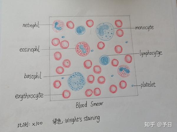 组胚实验红蓝铅笔图,随时更新哟
