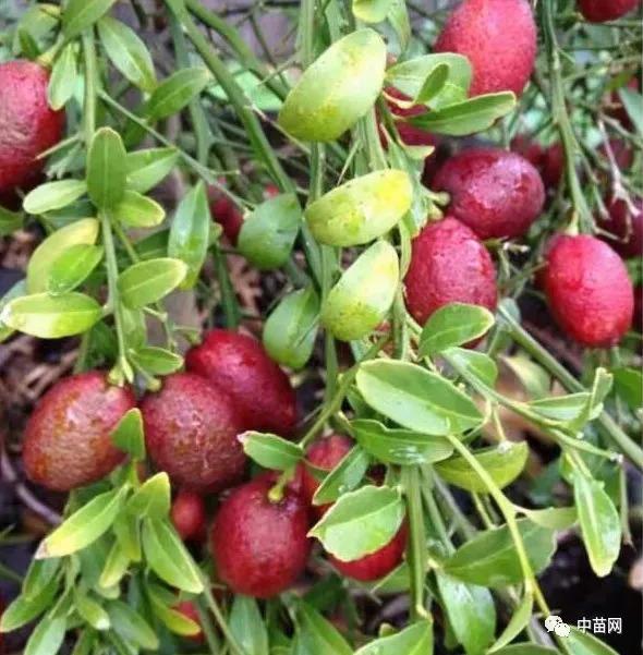 特色果树:澳洲血檬 果实鲜红 香味浓 产量高 种植效益