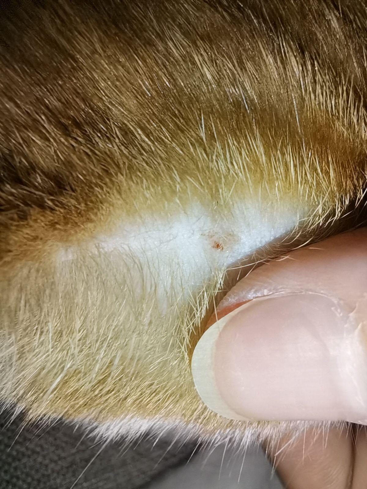 猫咪身上生了这种小疙瘩有人知道这是什么皮肤病么