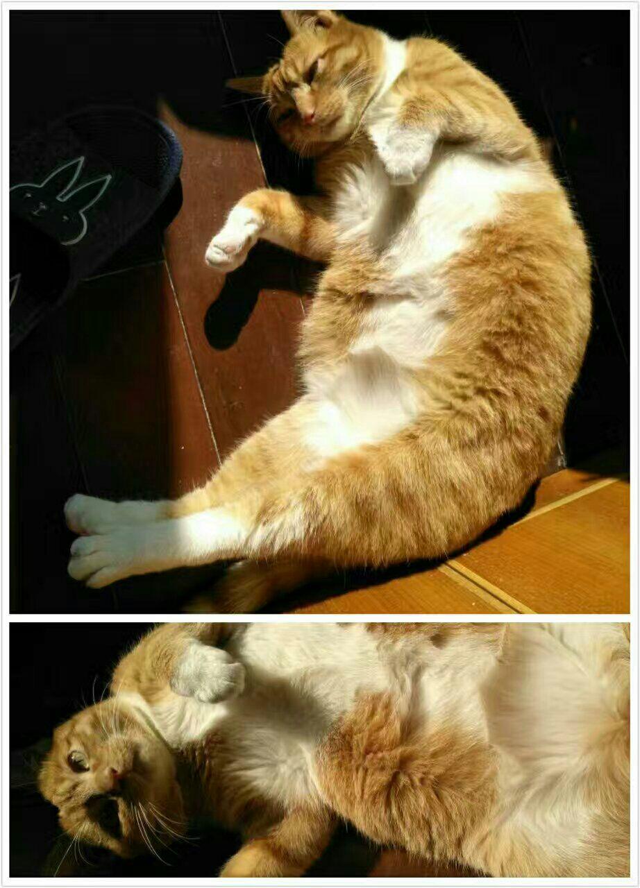 为什么我的猫外八字