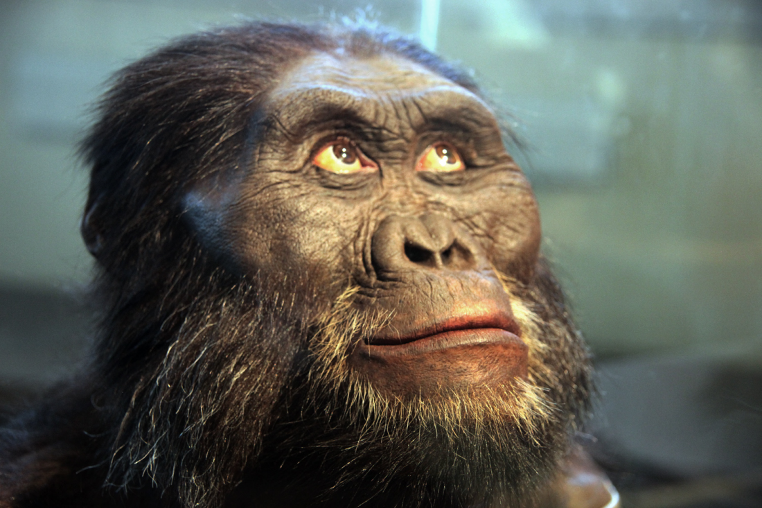 露西是一副南方古猿阿法种 australopithecus afarensis)化石骨架的