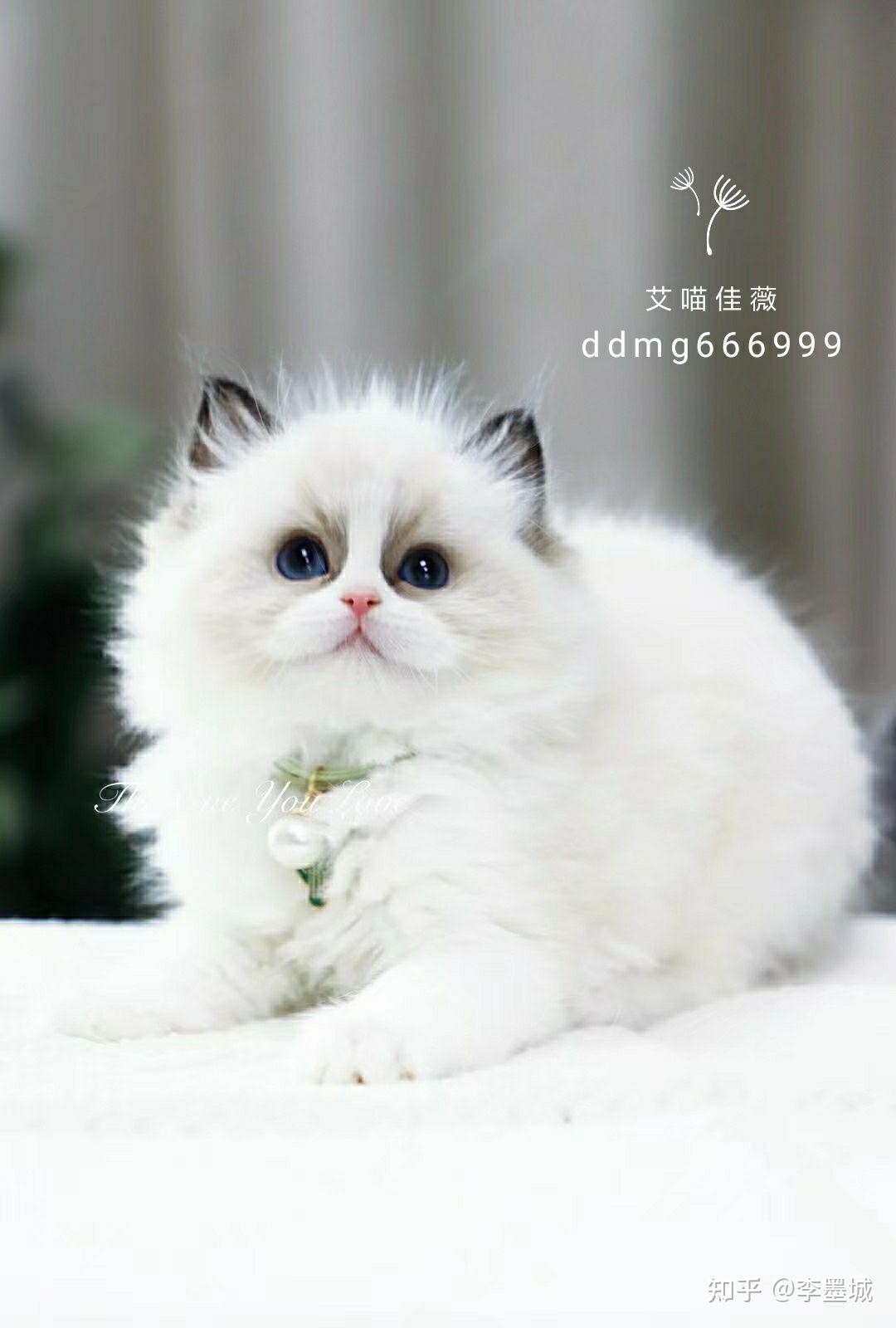 银渐层鱼骨纹还是美短鱼骨纹