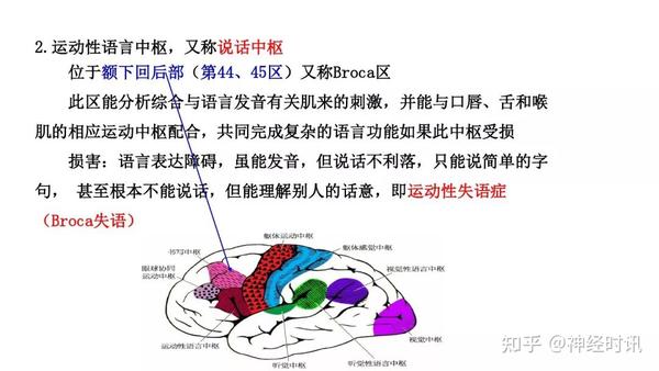 知识速记 |大脑-额叶功能,病损表现及定位诊断!