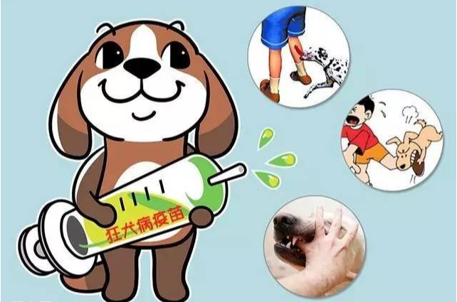 猫爪狗咬后你必须要懂的打狂犬疫苗全攻略