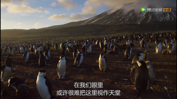 分享一些bbc地球脉动2超超超美截图