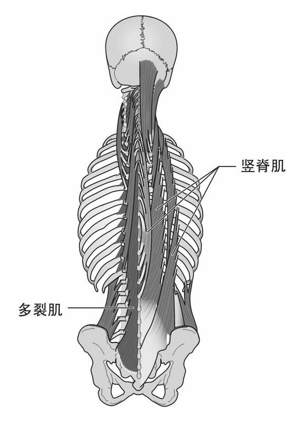 图2 多裂肌和竖脊肌的后视图
