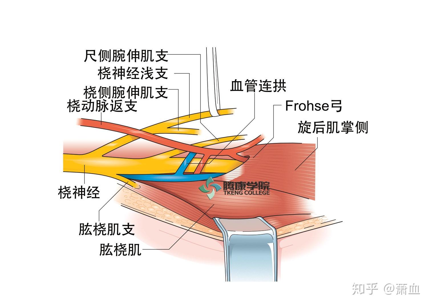 桡神经临床表现和检查